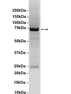 Eurofins DiscoverX c-Kit Protein, Active 10 &mu;g | Buy Online | Eurofins DiscoverX | Fisher Scientific